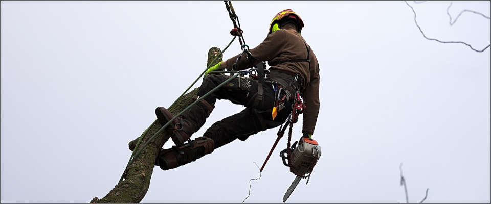 Baumpfleger  mit SKT