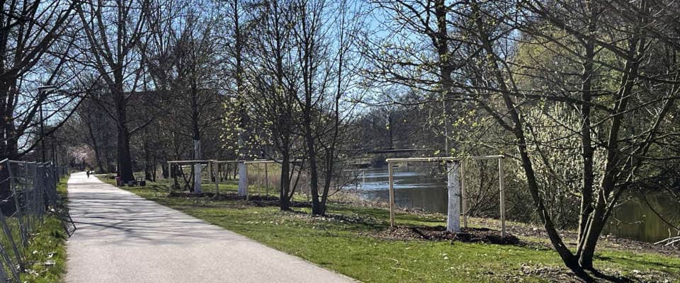 Mehrere frisch eingepflanzte Bäume