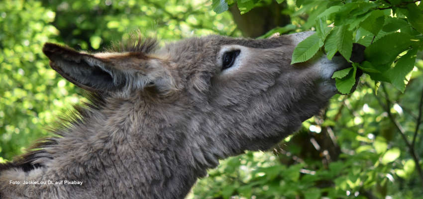 Ein Esel frisst Blätter von einem Gehölz