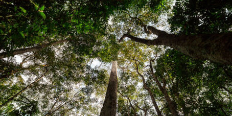Blick noch oben in die Baumkronen unterschiedlicher Baumarten.