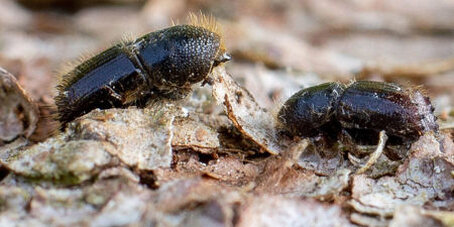Nahaufnahme zweier Fichtenborkenkäfer