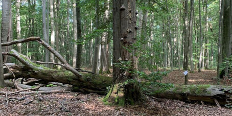 Im Nationalpark Hainich. Am Boden liegendes Totholz, In der Bildmitte ein Buchenstamm mit Pilzen