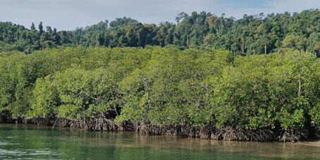 Mangrovenwald