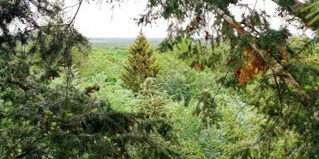 Mischwald mit Rotbuchen und den nicht-heimischen Douglasien.Die Studie zeigt, dass Douglasien auch Ressourcen aus tieferen Bodenschichten holen. Das macht sie im Klimawandel widerstandsfähiger.