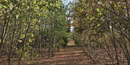 Anpflanzung in der Mitte verläuft ein Weg