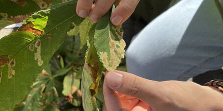 Hände halten ein Blatt der Rosskastanie mit braunen Flecken, im Hintergrund weitere Blätter.