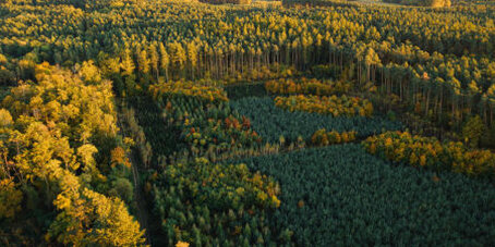 Luftaufnahme eines Waldgebietes mit unterschiedlichen Baumarten