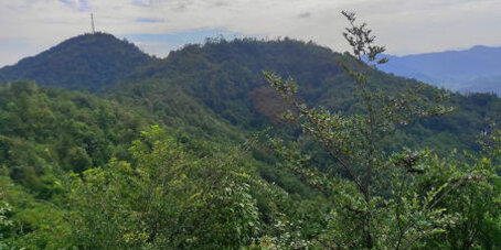 Waldgebiet in China wo das Biodiversitäts-Experiment durchgeführt wurde