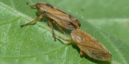 Zikadenpaar auf einem Blatt