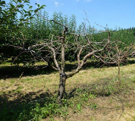 Gegen Kragenfäule (Phytophthora cactorum) sind Apfelbäume auf bestimmten, schwach wachsenden Veredlungsunterlagen wie MM 106 und M26 besonders empfindlich. 