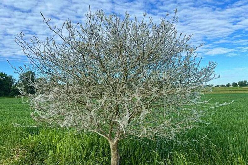 Gespinste der Pfaffenhütchen-Gespinstmotte. Baum mit Gespinsten