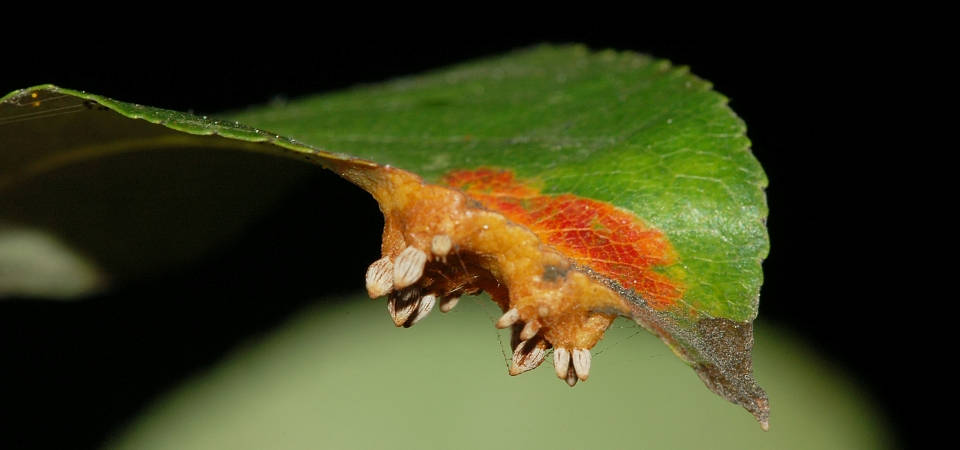 Sporen des Birnengitterrost an der Unterseite eines Birnenblatts