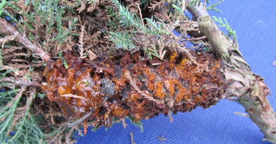 Rostpilze an Wacholder