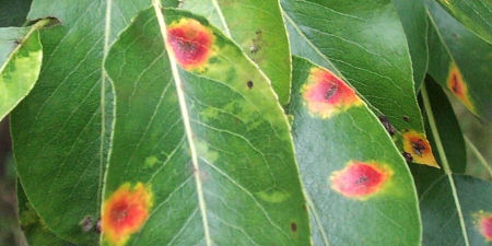 Birnengitterrost (Gymnosporangium sabinae) Schadbild Birnengitterrost an Birnenblättern