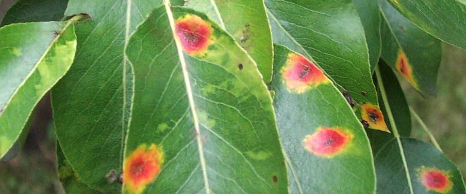 Schadbild Birnengitterrost an Birnenblättern