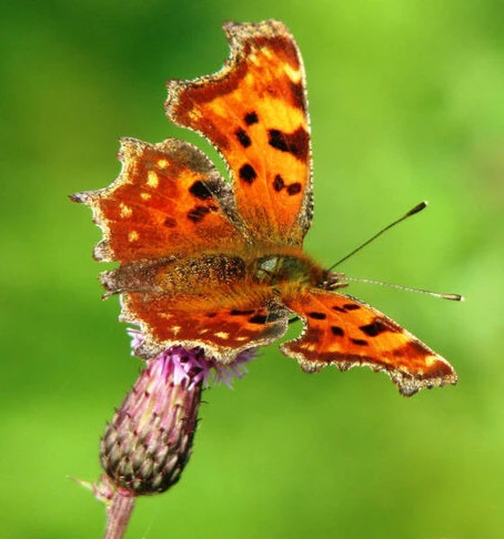 Schmetterling auf einer Distelblüte