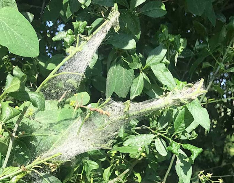 Nicht schön, aber ungefährlich: Gespinste der Pfaffenhütchen-Gespinstmotte Gespinste im Laub einer Hecke