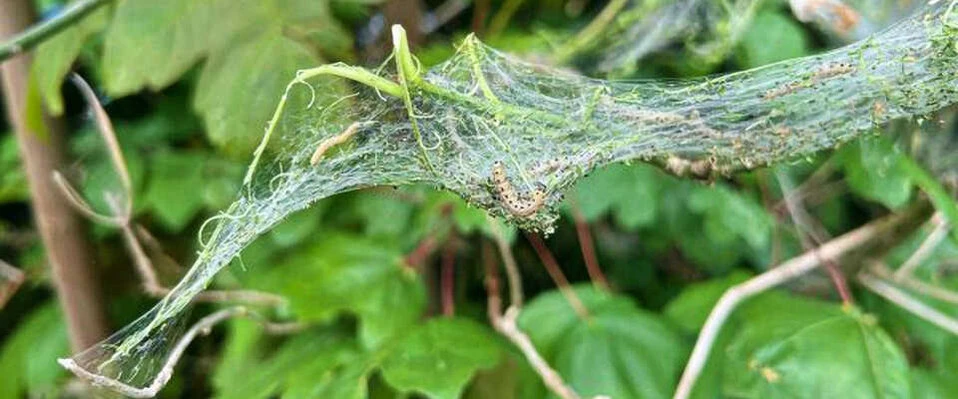 Gespinst mit Raupen. Gespinst an Zweig mit Raupen