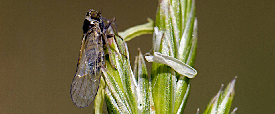  Das Bild zeigt eine Wiesenspornzikade (Javesella pellucida)