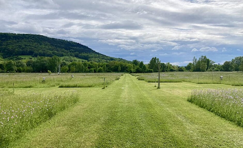 Testfläche des Jena-Experiments 