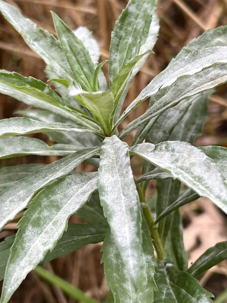 Die in Europa nichtheimische Kanadische Goldrute, befallen von dem hier weitverbreiteten und heimischen phytoparasitischen Kleinpilz Podosphaera erigerontis-canadensis, der zu den Echten Mehltauen gehört und ein breites Wirtsspektrum hat. Das von einem Pilz befallene Blattwerk der Goldrute
