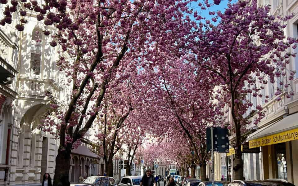 Kirschblüte in Bonn