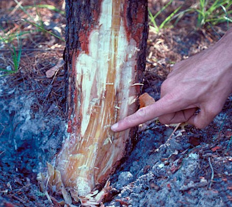 Dunkel verfärbtes Holz zeigt die Wurzelhalsfäule