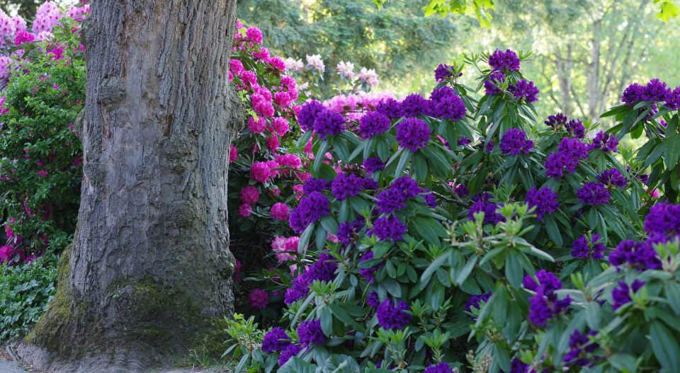 Rhododendronstrauch neben einem Baum