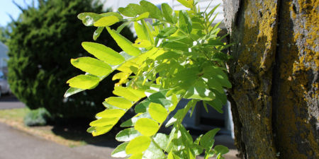 Nahaufnahme eine Baums in der Nähe einer Straße