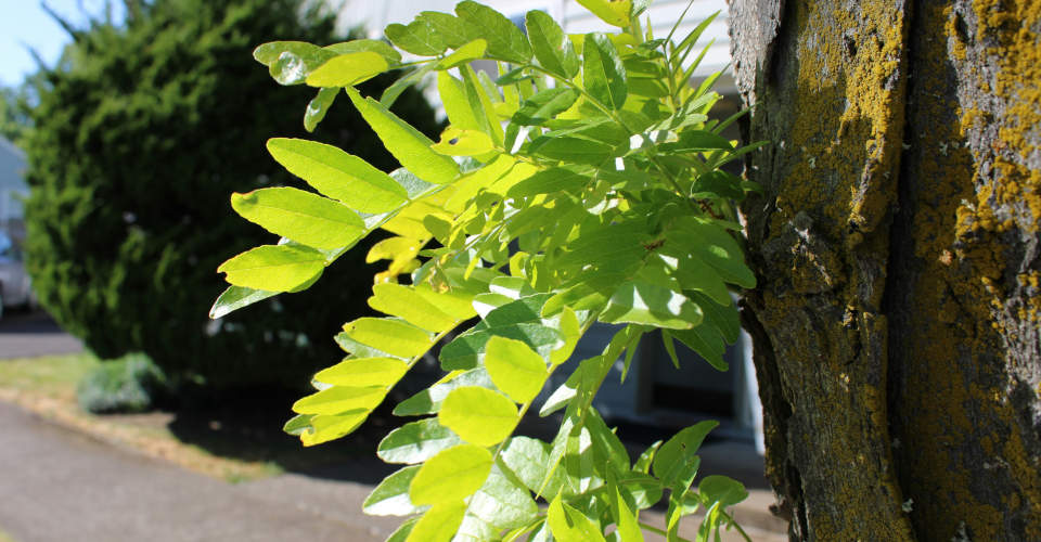 Die Robinie wurde in Europa vor über 300 Jahren eingeführt. Nahaufnahme eine Baums in der Nähe einer Straße