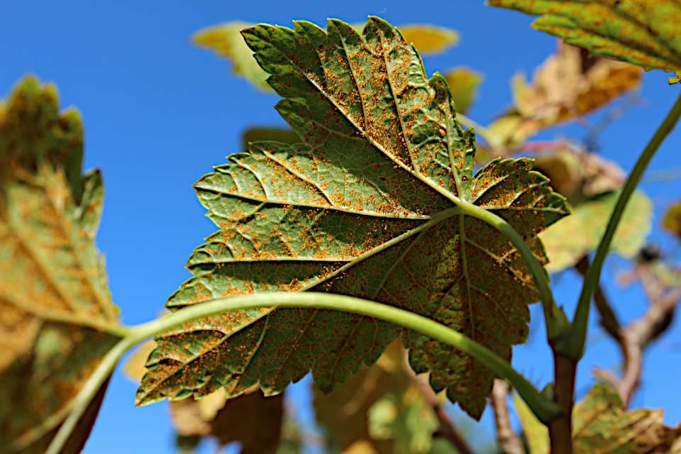 Cronartium ribicola-Pilz auf den Blättern von  Schwarze Johannisbeere 