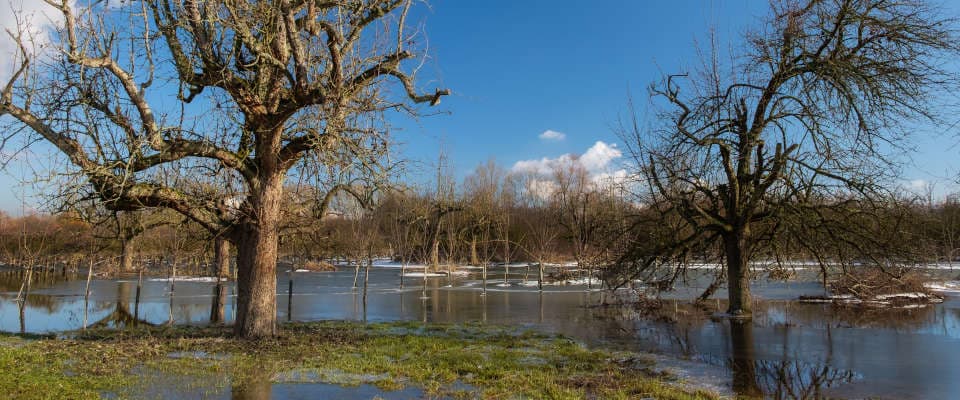 Hochstamm-Obstbäume auf einer überfluteten Streuobstwiese