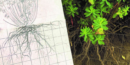 Maßstabgetreue Zeichnung der Wurzeln mithilfe eines Gitters