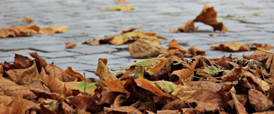 Herbstlaub