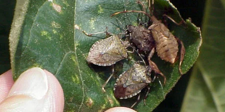 Marmorierte Baumwanze (Halyomorpha halys)