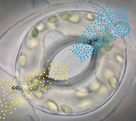 Gasaustausch über die Stomata: Kohlendioxid wird aufgenommen, gleichzeitig werden pro aufgenommenem CO2-Molekül hunderte Moleküle Wasser (H2O) abgegeben.